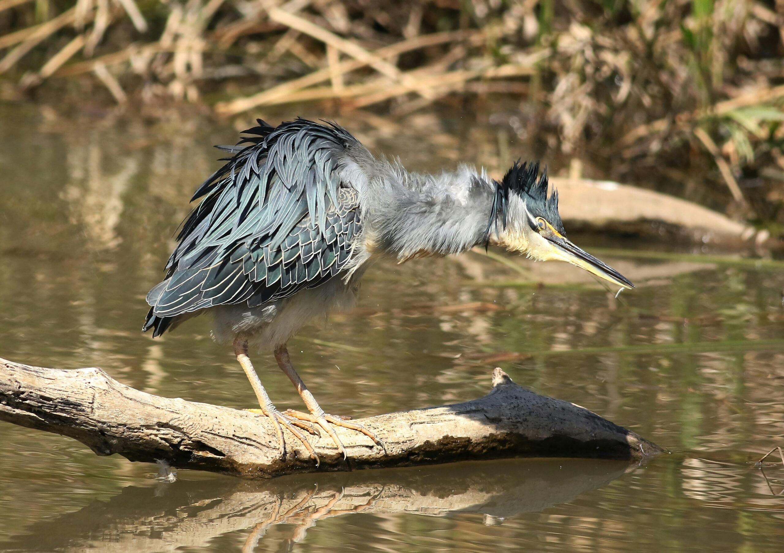 Réserve naturelle De Wijers
