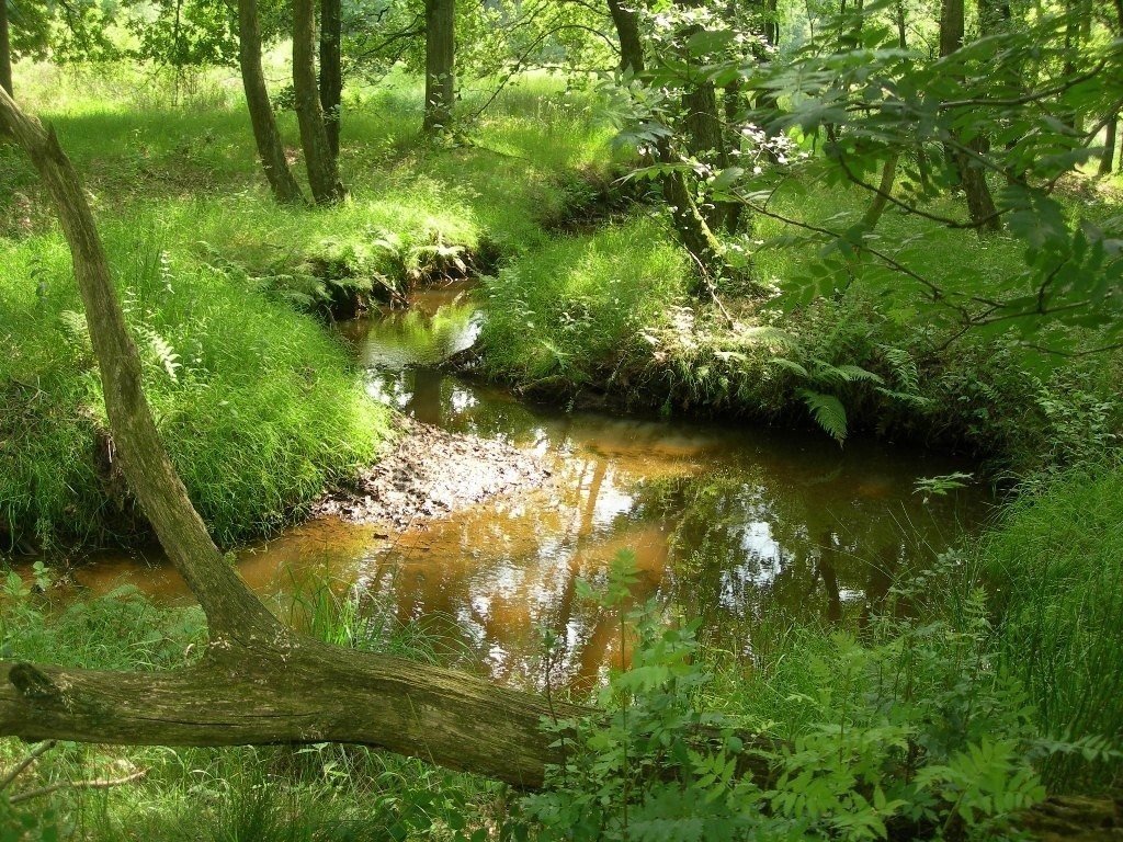 Vallée du Zwarte Beek (Beringen)